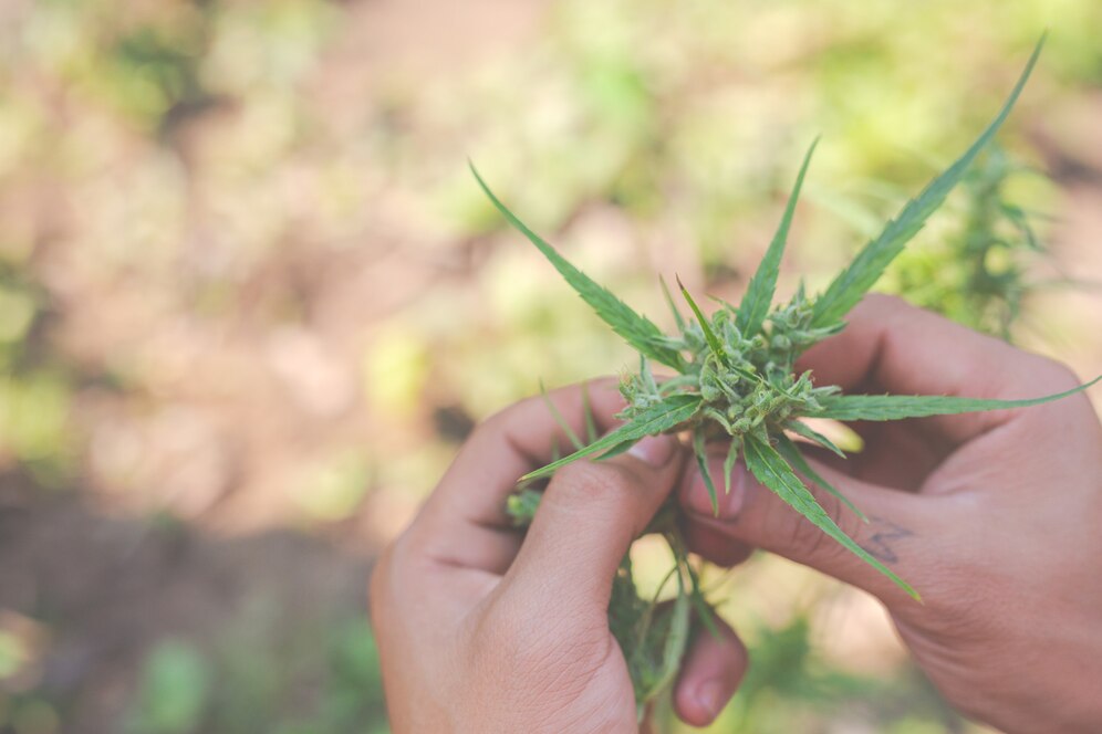 HHC: Exploring a lesser-known cannabis compound