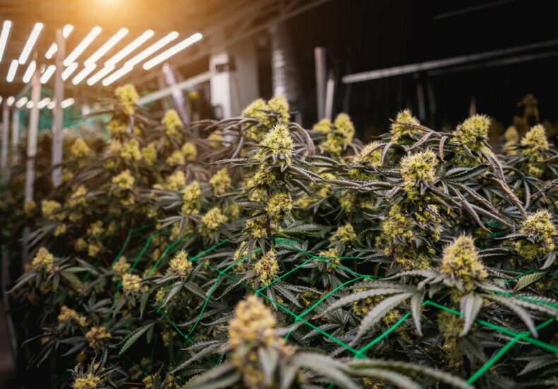 The advantages of partnering with a reliable CBD wholesaler