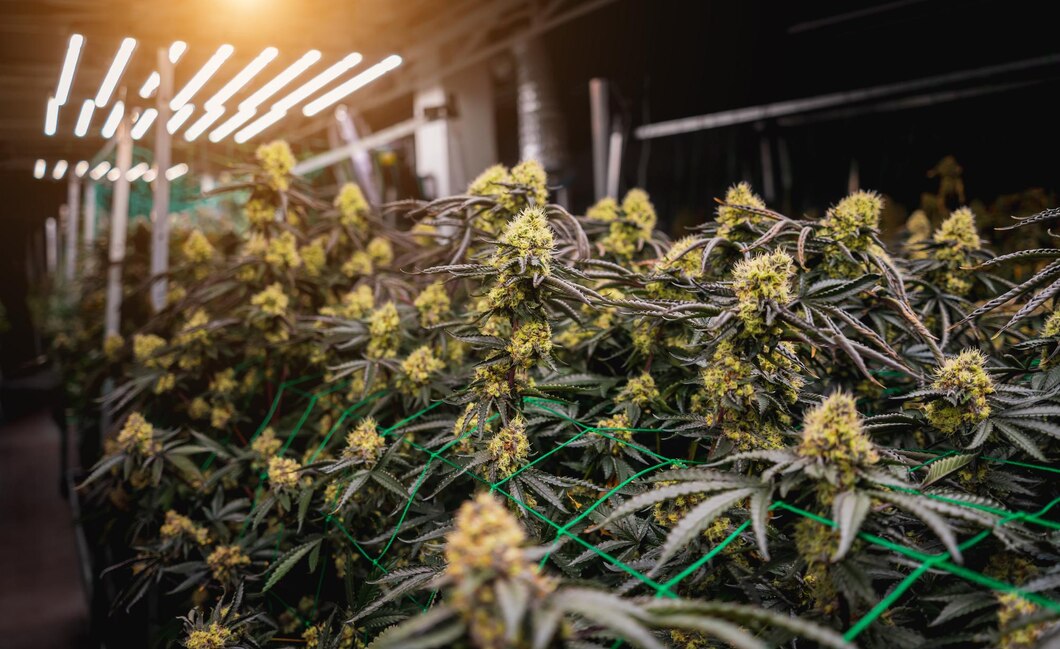 The advantages of partnering with a reliable CBD wholesaler
