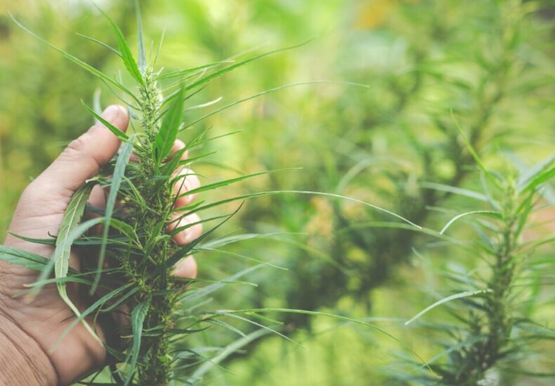 Ultimately, sustainable CBD farming not only benefits the environment but also ensures the continued availability of this valuable therapeutic resource for treating a variety of health conditions.